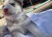 Shepsky Pups