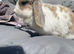 Mini lop