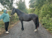 Reg Welsh D filly 2 year old