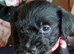Jackpoo puppy
