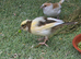 5 canaries for sale