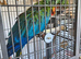 3 YEAR OLD CATALINA MACAW CALLED RUBY