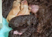 Gorgeous miniature labradoodle puppies