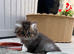 Pedigree British Shorthair