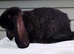 Baby French Lop - Ready Now