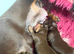 Miniature Dachshund puppies