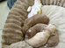 Beautiful F2 Cockapoo Babies