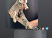 KC registered English bulldog pups