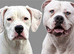 American bulldog puppies due