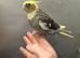 Hand reared baby cockatiel available