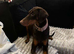 Adult female