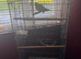 Sun conure