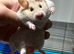 Syrian Hamster Baby females