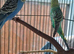 Pair of budgies