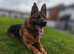 2 year old KC German shepherd dog