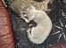 2 female sister bengal kittens looking for a loving home