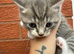 British shorthair cross