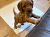 Cockerpoo puppies for sale