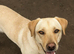 Milo 20 month old Labrador