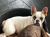 Super sweet 6m old frenchie pup needs a home have a look
