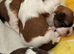 Beautiful litter of Shih Tzu puppies
