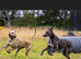Working Collie x whippet x grey . Bitch Lircher