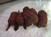 Dark Red Teacup Asian Poodle Girls