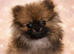 Female sable Pomeranian puppy