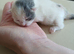 Ragdoll male and one baby kitten