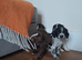 beautiful, chunky playful sprocker F1