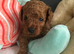 Toy poodles
