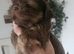 Special quality kc dobie Imperial shih tzu's