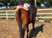 15.2 very well bred all rounder
