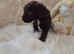 Beautiful cockapoo puppies for sale