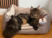 TICA registered maine coon boy