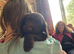 Cocker Spaniel boy