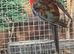 Stunning Young Rosella & Pennants available