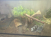 Yellow ackie monitor