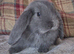 Friendly French Lops