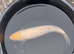 Large goldfish