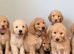 F1B Mini Goldendoodles (3 girls and 4 boys)