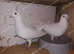 PURE WHITE LOGAN RACING PIGEONS HOLLAND IMPORT