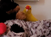 Hand tame bonded breeding pair