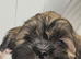 Lhasa Apso puppies for sale