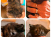 8 beautiful long and short haired kittens!
