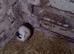 Baby female guinea pigs