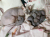 Gorgeous Sphynx Kittens