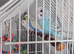 Over 12wks Budgies