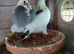 Youngsters racing pigeons