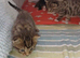 Beautiful Tabby Kittens For Sale
